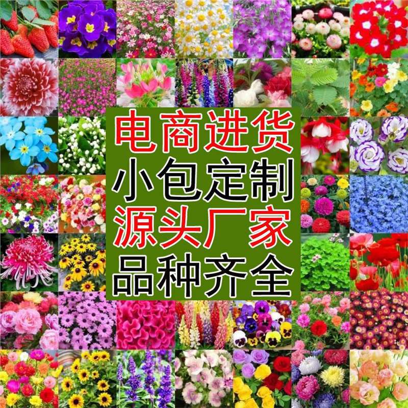 花卉种子四季种子小包装满天星太阳花波斯菊百日草向日葵雏菊代发