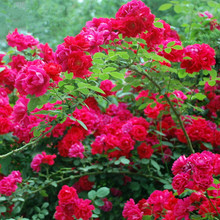 花卉种子蔷薇花种籽子爬藤月季玫瑰四季开花爬墙攀援庭院室内植物