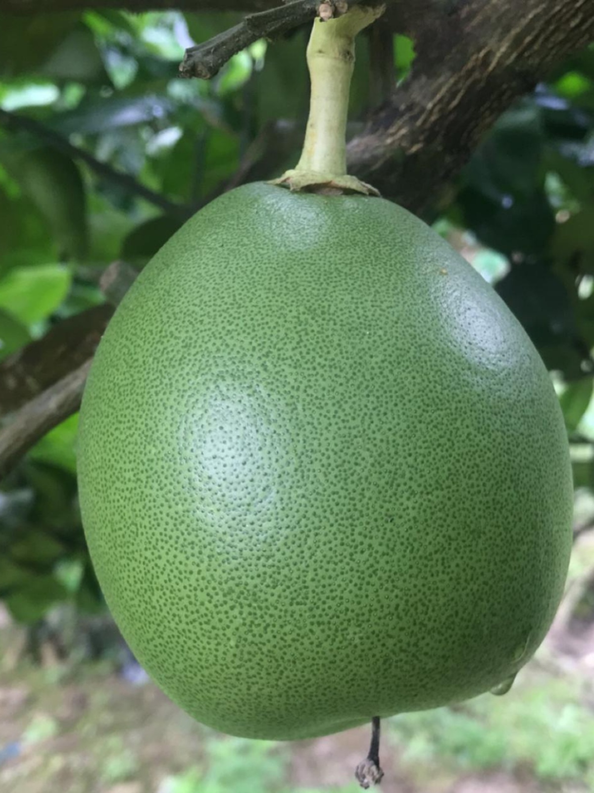 Fresh Grapefruit Peel Formaldehyde Removal Thick Skin New House Decor New Car Odor Absorption Refrigerator Deodorant Grapefruit Candy Pickled Vegetables Cooking