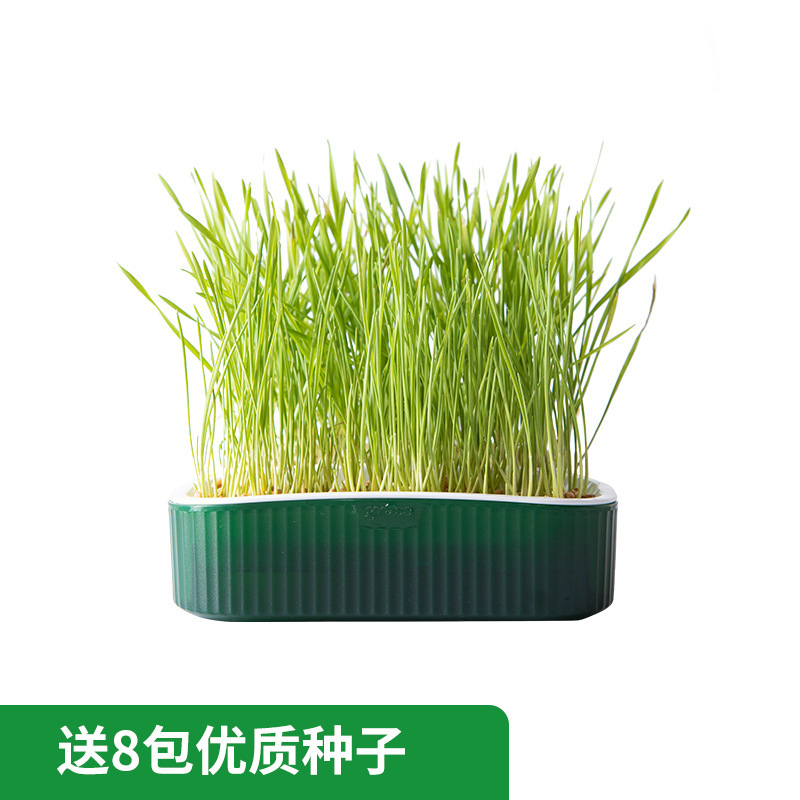 녹색(1박스 + 씨앗 8팩 포함)