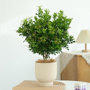 Perfume Milan Flower Potted Plant Blooms in All Seasons, Balcony Flower Plant, Indoor Flower, Easy to Live, Perennial with Buds