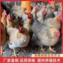 鸡苗快大型K9肉鸡苗麻黄鸡仔出壳鸡苗另有三黄鸡苗青脚麻红公鸡苗