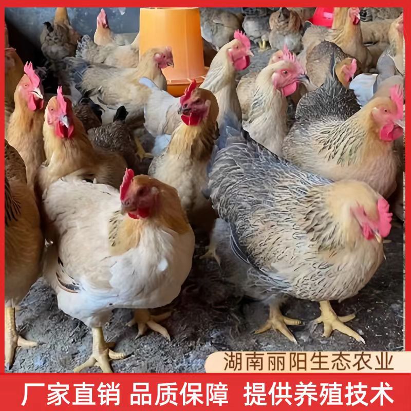 鸡苗快大型K9肉鸡苗麻黄鸡仔出壳鸡苗另有三黄鸡苗青脚麻红公鸡苗
