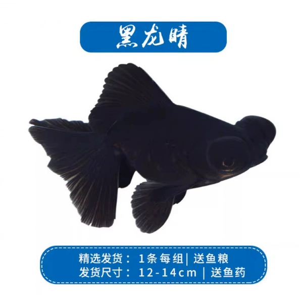 [1条黑龙睛12-14]
