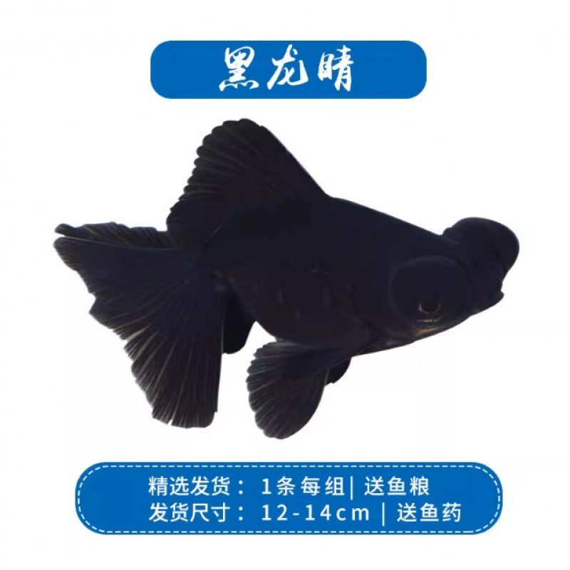 Pack of goldfish ornamental fish small freshwater easy care coldwater fry beginner baby goldfish ranchu koi