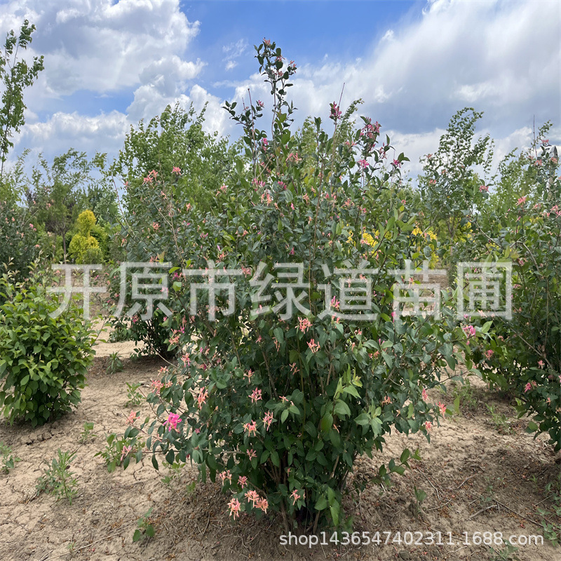 蓝叶忍冬丛生大墩 观花耐寒苗木蓝叶忍冬球地栽绿篱忍冬杯苗