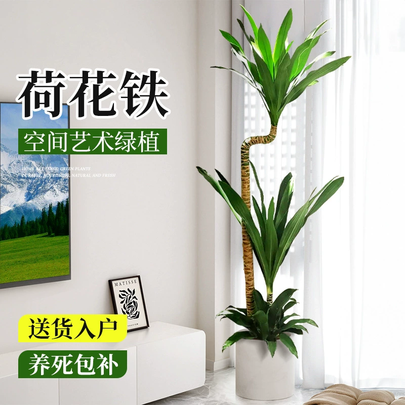 Lotus Iron Beauty Гостиная Зеленое растение Голландская железная драцена в горшке Крупное комнатное растение Легко выращивать в любое время года.