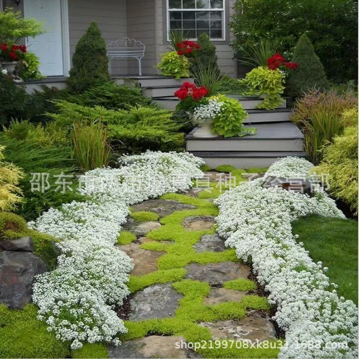 Ароматные семена снежка пчелы семена медовых цветов Four Seasons посев медоносных растений Цветение длинные ароматные цветы Семена балкон