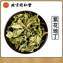 野山野生紫花地丁500g克犁头草地丁草天然地丁子地真货