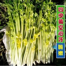 ļSuSˮ۲˷NSGɫoﶬ߲˷N