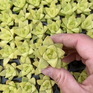 Golden Gelatin Chrysanthemum Plug Seedlings 3-4cm Shipped Without Soil Succulent Plant Base Direct Sales Large Quantity