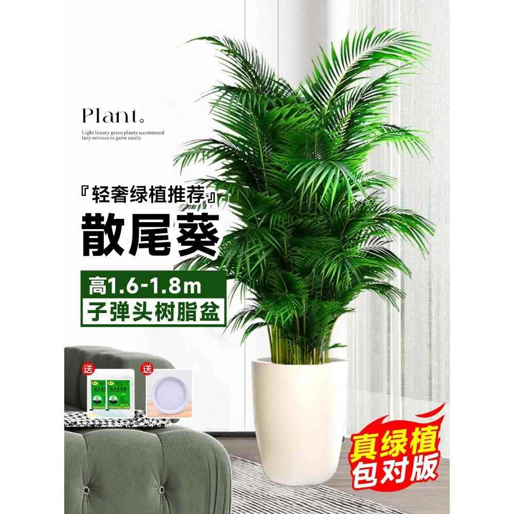 [인기 판매 추천] 고품질 느슨한 꼬리 해바라기 높이 1.6- 1.9m 그루★총알 수지 세면대 + 애완동물용 무료 트레이