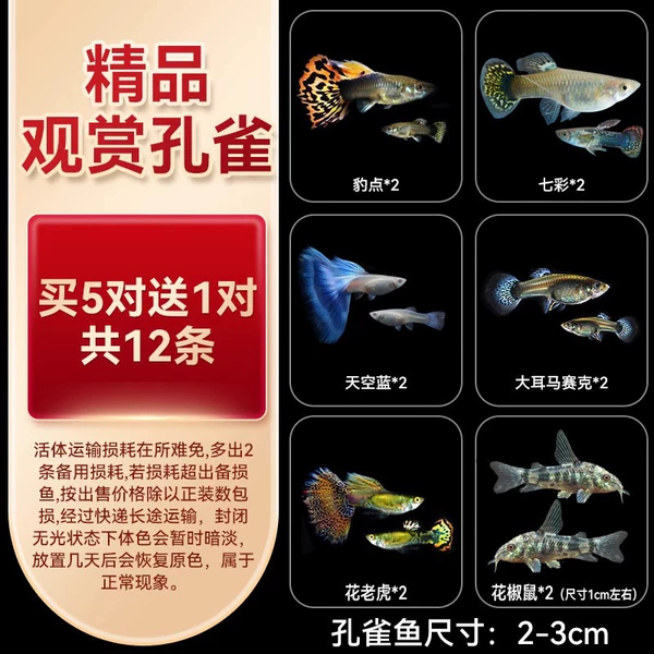 Large -scale boutique ornamental peacock B+clean fish 5 pairs 1 to a total of 12 pairs in total 12 pieces