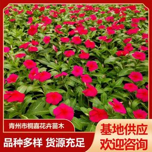 Qingzhou Base Supplies Four-Season Flowering Seasonal Grass Flowers That Bloom Every Day, Road Greening Periwinkle