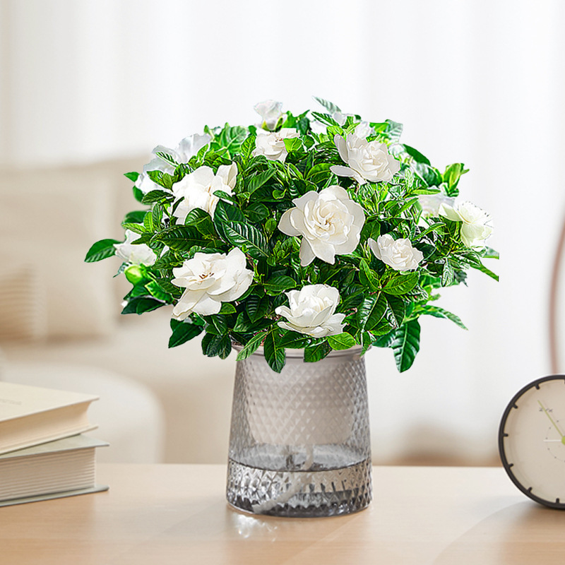 [핫한 신제품] 부티크 90#싹이 있는 치자나무(별화분) + 영양액