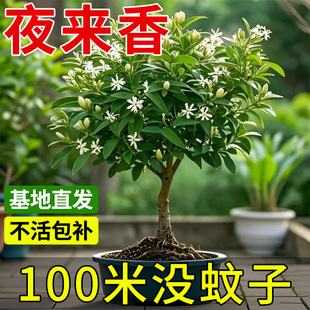 Night-Blooming Jasmine Potted Flower for Indoor Living Room, Blooms All Seasons, Mosquito-Repelling Plant, Easy to Care for in Outdoor Courtyard, Nine-Leaf Jasmine Sapling