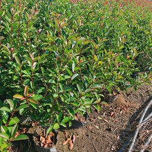 t~ʯ骾G ļͥԺGľ t_et~ʯ骻h