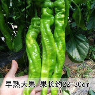 Screw Pepper Seeds Are High-Yielding, Early-Maturing Pepper Seeds That Are Easy to Grow in All Seasons, Balcony Potted Farmhouse Vegetable Garden Snail Pepper Seeds