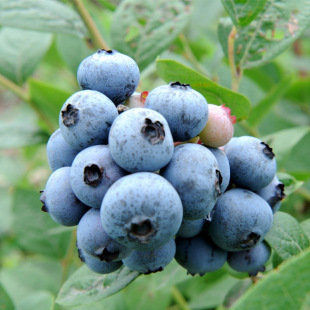 �������l�����{ݮ�� ����ֱ�۸��o�։��׳ɻ������{ݮ��