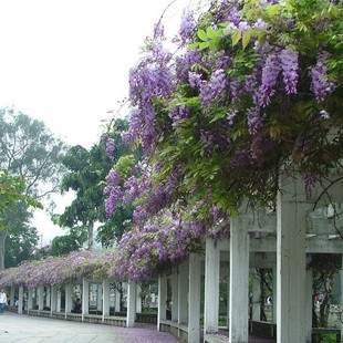 Wisteria Saplings, Courtyard Climbing Greening Saplings, Climbing Vines, Florals, Balcony Potted Plants, Multi-Flowers, Free Shipping
