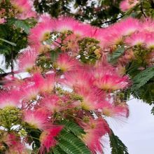 枝舞合欢花盆栽花苗种植常绿灌木观赏性高细叶粉扑花盆栽