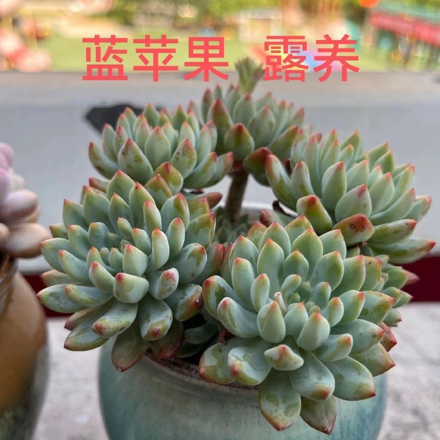 인기 있는 블루애플 오래된 더미는 4개부터 시작됩니다(화분이 있는 플라스틱 화분은 배송이 쉽습니다)