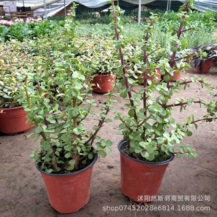 Золотые ветви и листья нефрита в форме старого ворса мясистых растений Большие мясистые многоголовочные офисные Комнатные цветы в горшке Зеленые растения