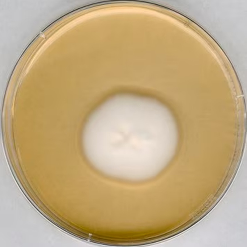 1.05438.0500 Merck 默克 GranuCult 沙氏4%葡萄糖琼脂