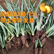 凤梨苗地菠萝苗金钻凤梨苗庭院阳台盆栽地栽种植结果带根带土