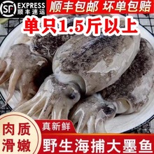 墨鱼新鲜大号速冻深海八爪鱼鱿鱼乌贼批发墨鱼仔大乌工厂代发混批