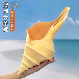 超大澳洲圣螺澳洲长香螺天然贝壳海螺收藏摆件吹响号角地中海响螺