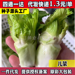 ���˷N�ӱ��ӽ惺�˷N�у��˷N���ؑc�����߲˷N���Ϸ��＾���޲�