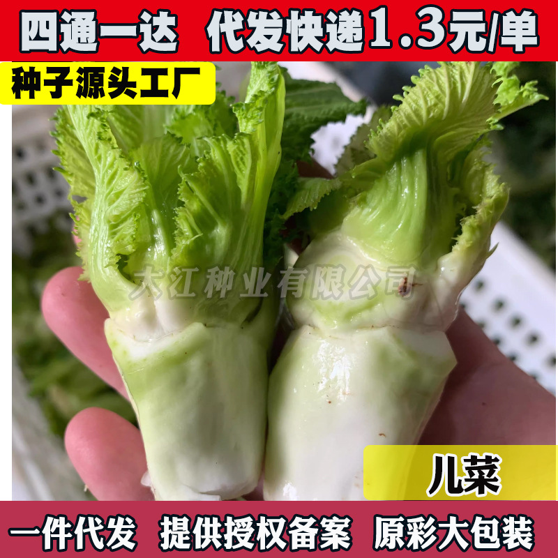 儿菜种子抱子芥儿菜种籽儿菜种孑重庆菜籽蔬菜种籽南方秋季娃娃菜