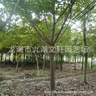 ȫ�ڴ��~�Ż������l�r���S���ǼܷNֲ10-25����Ҏ��