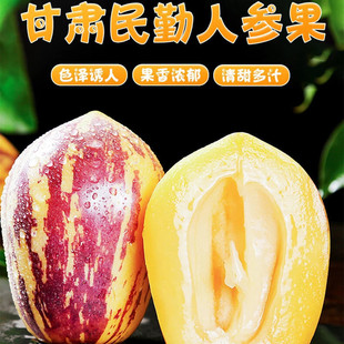 [Gansu Minqin Ginseng Fruit] Приготовленные желтые фрукты круглые фрукты на дереве.