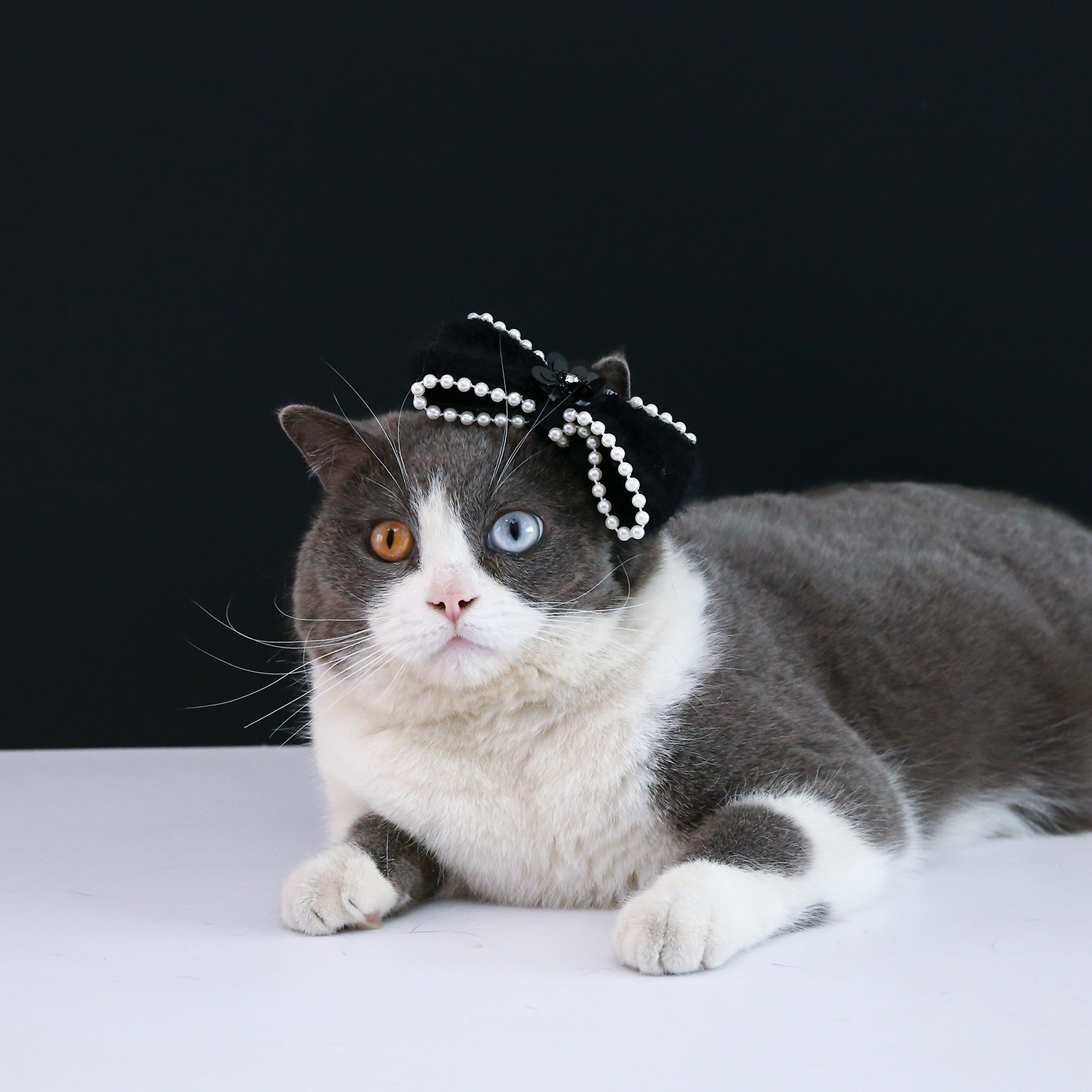 Banda de pelo del animal doméstico arco flor terciopelo diadema tocado gato perro princesa Celebrity accesorios fotografía image 4