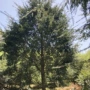 南方绿化基地庭院树苗