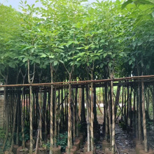 绿美乡村红花风铃木树苗大树米径8-10公分假植苗别名洋红风铃木树