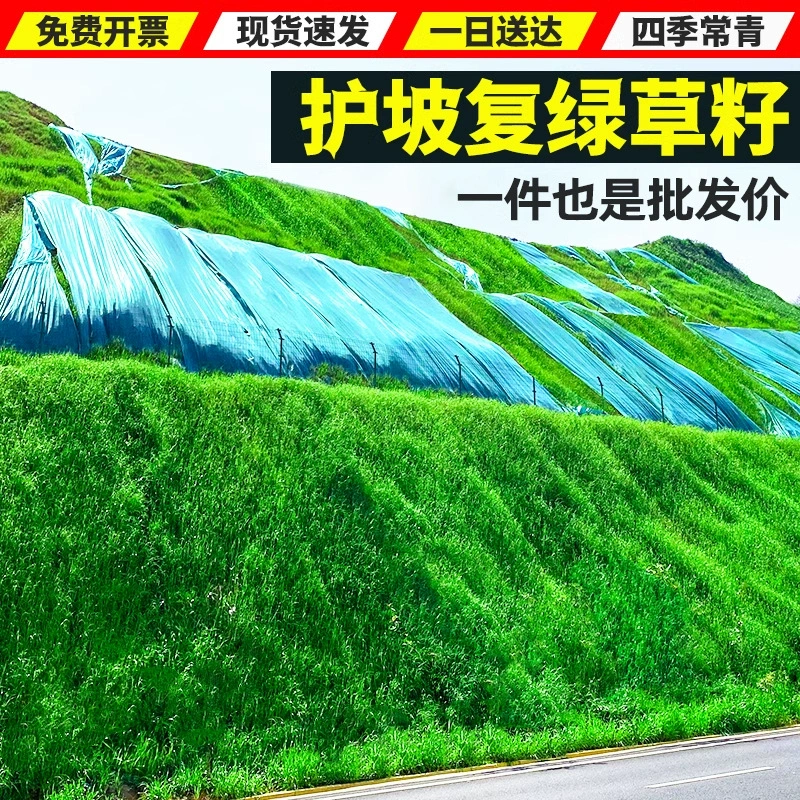 Семена травы для защиты склонов и фиксации почвы, семена вечнозеленого газона для озеленения склонов, семена газона Manila с корнем "собачий зуб" для выносливости к сухости.