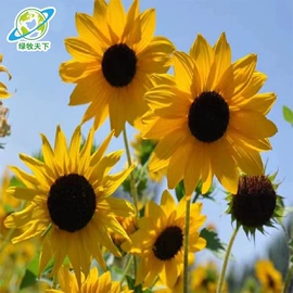 种子;草坪;草种子