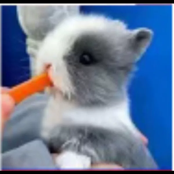 Серо-белый «кошачий» кролик