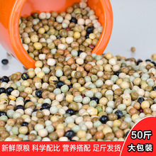 天津佳翔鸽粮鸽子粮食幼鸽粮赛飞鸽粮食营养粮育雏粮魔鬼粮全豆粮