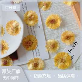 干花金盏菊  压花diy材料包 滴胶手机壳相框台灯挂壁钟书书签皂花