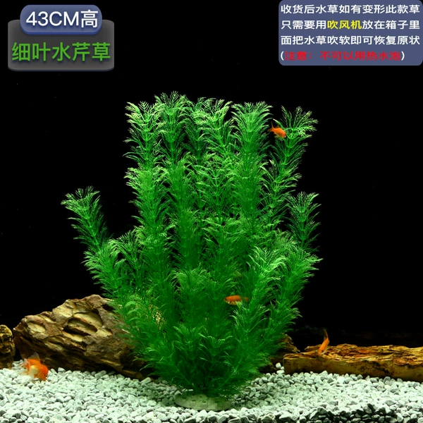 【43cm high】Thick cress