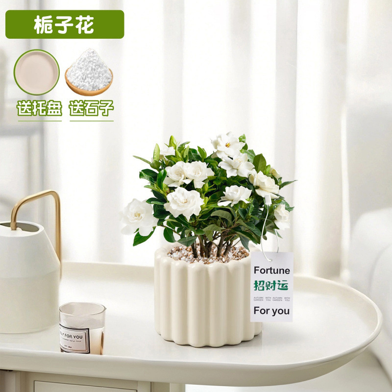Office Desktop Green Plants, Small Potted Indoor Plants, Ins Cream Style, Easy-To-Care-For All-Season Flowers for Kindergarten Office Desktop Green Plants, Small Potted Indoor Plants, Ins Cream Style, Easy-To-Care-For All-Season Flowers for Kindergarten