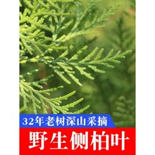 侧柏叶包邮野生5斤材侧伯扁柏叶新鲜侧柏叶山楂八角茴香其他