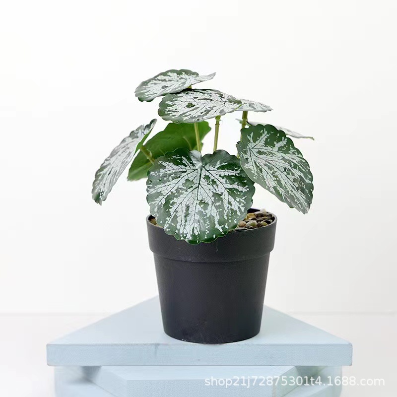 小石子国际盆 金丝叶