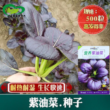 营养紫油菜四季播紫色油菜种子鸡毛菜小青菜蔬菜种籽农家小白菜