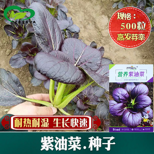 �I�B���Ͳ��ļ�����ɫ�Ͳ˷N���uë��С����߲˷N���r��С�ײ�