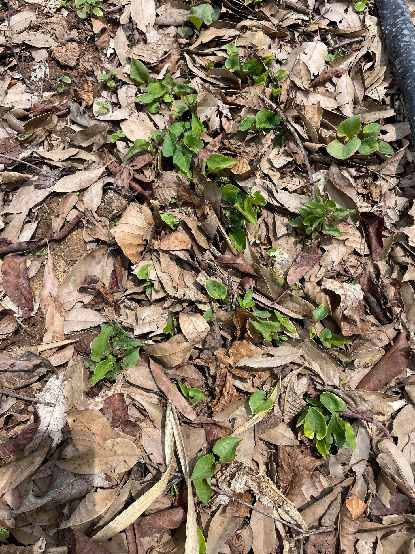 鱼腥草种植 (29).JPG